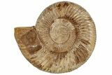 Jurassic Ammonite (Perisphinctes) - Madagascar #199238-1